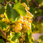 Tara Scuppernong Grape Vine