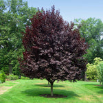 This mature Thundercloud Plum has dark leaves that are a dramatic statement.