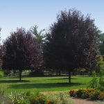 At a maximum height of 25' these trees are ideal for the suburban yard.