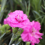Scent First® Tickled Pink Dianthus