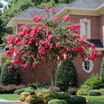 Tonto Crape Myrtle is a smaller tree reaching heights of just 8-10 feet.