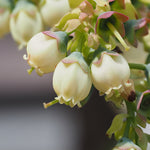 Your blueberry will be covered in petite bell shaped blooms in spring.