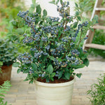 Top Hat is a dwarf blueberry shrub perfect for pots.