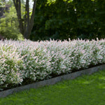 Makes a fast growing hedge that can be kept tall and loose or trimmed small and tight.