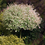 This mature Tri-color Willow grows quickly and is easily pruned.