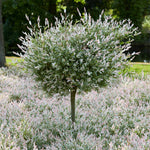 Plant the shrub version of this plant around the tree to create a surreal landscape.