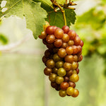 Triumph Grape Vine