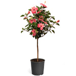Pink Tropical Hibiscus Tree