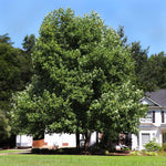 Tulip Poplar's mature height is up to 70 feet but it has a more narrow form making it great for creating shade.