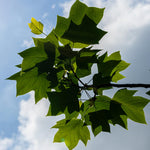 The well known large leaf shape of the tulip poplar.