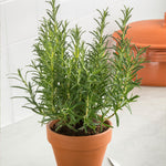 Tuscan Blue Rosemary Plant