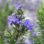 Tuscan Blue Rosemary, Rosmarinus officinalis 'Tuscan Blue