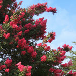 Tuscarora Crape Myrtles have a deep pink bloom.