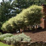 Privet is easily pruned to hedges or trees.
