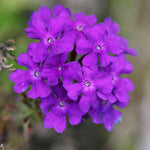 Verbena's flowers are long lasting and attract pollinators. 