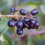 Berries for wildlife appear in fall and can last through the winter.
