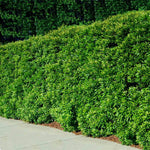 Easily pruned into an evergreen hedge.