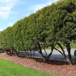 Versatile Wax Myrtle can be kept in it's tree form as well.