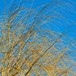 The Willow's yellow branches provide color even in winter.