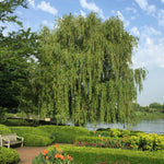 The classic and majestic mature Weeping Willow.