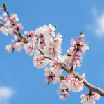 Flowers will cover your Apricot tree in the spring.