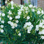 White Nerium Oleander Tree