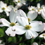 The classic American White Dogwood tree blooms in early spring.