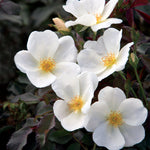 White Knock Out® Rose