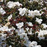 White Knock Out® Rose