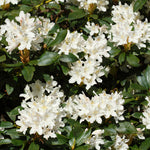 White Rhododendron Shrub