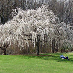 This mature White Weeping Cherry is close to its projected height of 30 feet.