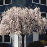 Cherry trees are easily pruned if a smaller or more formal look is desired.