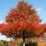Wildfire Gum has an upright form and superior red fall color.