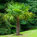 Windmill Palms are a great vertical accent in the landscape.