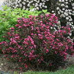 Wine & Roses Weigela is a striking dark leaved shrub with colorful blooms.