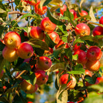 The Winesap Apple Tree is an heirloom variety and a heavy producer.