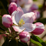 Winesap's spring blooms have more pink than other apples.
