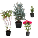 This kit includes 14 plants total: 2 Fat Albert Spruce Trees, 2 Red Twig Dogwoods, 4 Red Rhododendrons, and 6 Titan Boxwoods