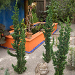 Wissel's Saguaro Cypress Tree