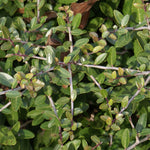 The small leaves of the Dwarf Youpon are a glossy green