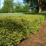 Dwarf Yaupon makes a dense hedge with golden new growth in spring.