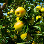 The Golden Delicious Apple Tree is an heirloom variety discovered in 1890.