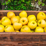Golden Delicious Apples are firm and crisp with a balanced sweet-tart flavor.