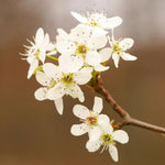 Each spring your apple tree will flower with white flowers with a touch of pink.