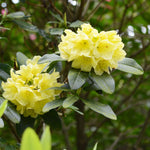 Yellow Rhododendron Shrub