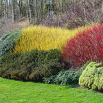 Create vibrant winter planting beds with Yellow Twig dogwoods, evergreens and <a href=