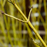 Yellow Twig Dogwood Shrub