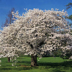 The Yoshino Cherry tree is a flashy statement in any yard.