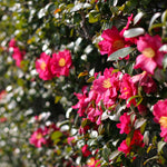 Yuletide Camellia Shrub