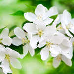 Your Apple tree will be covered in white blooms every spring.